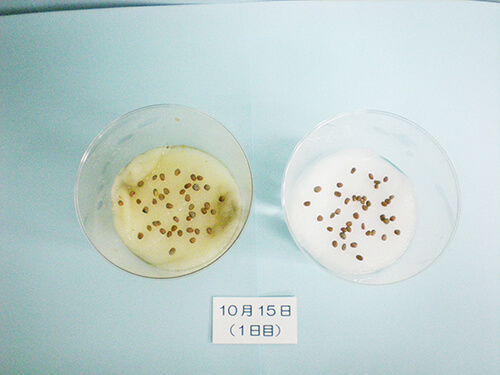 カイワレ大根による発芽実験⑥