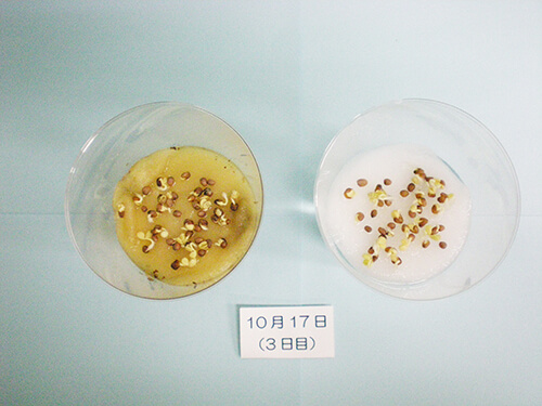 カイワレ大根による発芽実験⑩