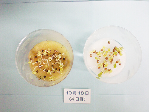 カイワレ大根による発芽実験⑫