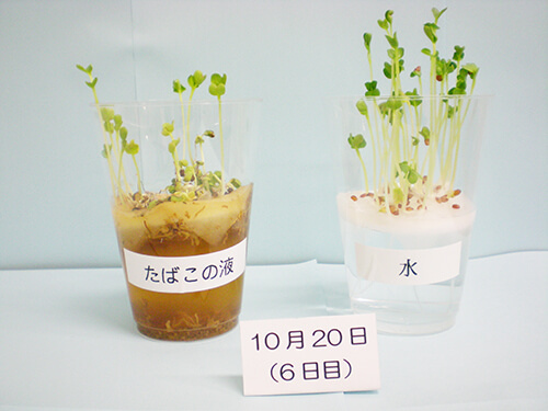 カイワレ大根による発芽実験⑮