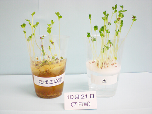 カイワレ大根による発芽実験⑰